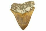 Serrated, Fossil Megalodon Tooth - Indonesia #226258-2